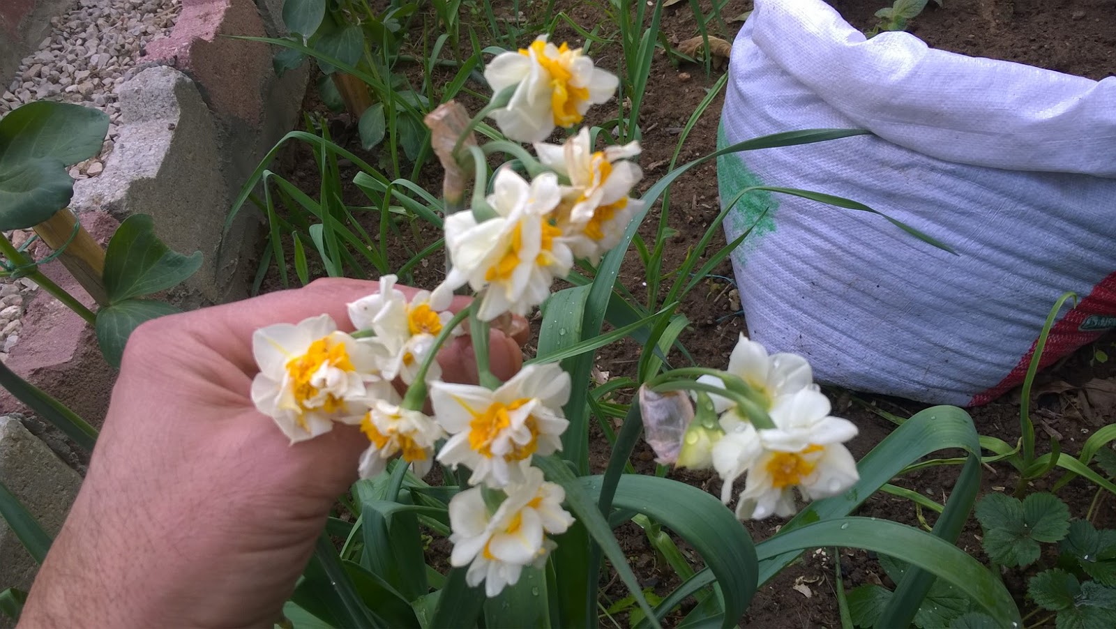 How to Plant & Care for Narcissus Bulbs
