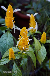 Pachystachys lutea in our home garden