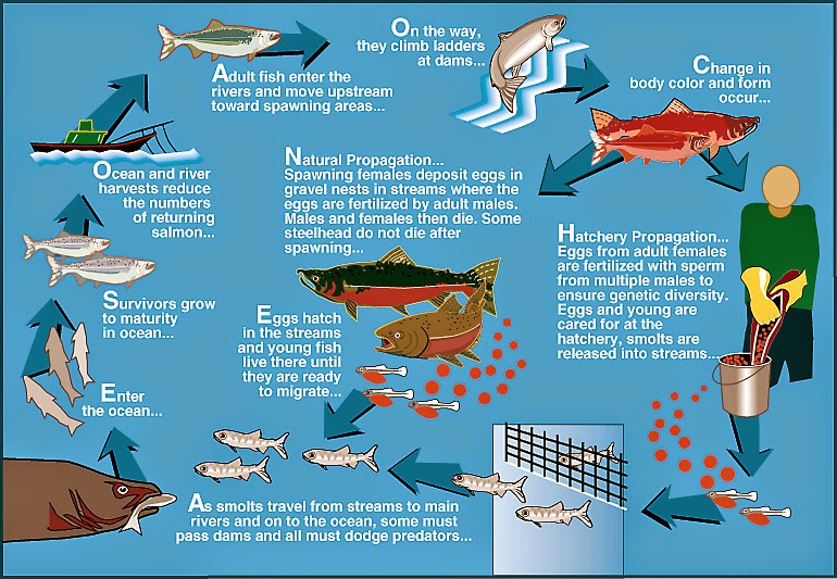Salmon Life Cycle Animation