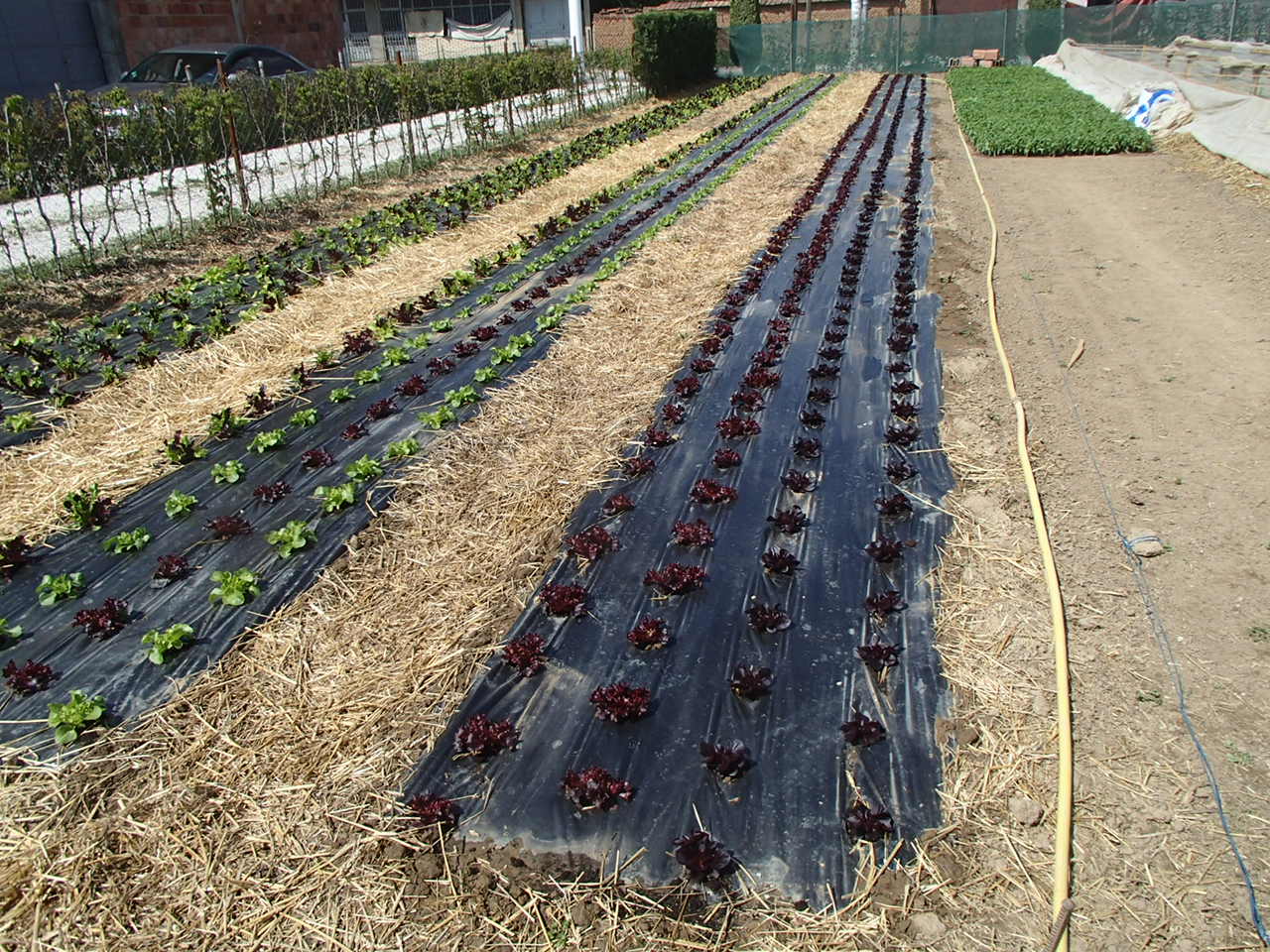 Xtremehorticulture of the Desert How to Water Plants in the Desert