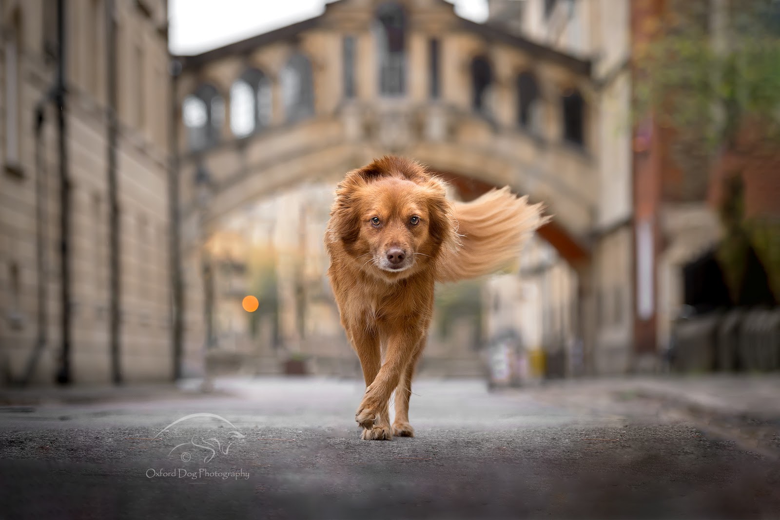 urban walk dog photography idea