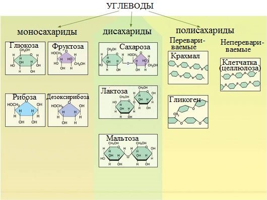 3%2B%25D1%2583%25D0%25B3%25D0%25BB В результате чего образуются моносахариды