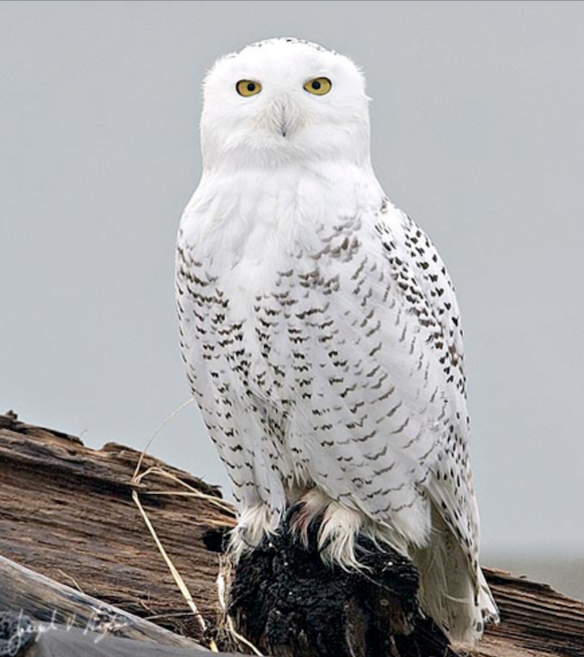 Salish Sea News and Weather: 7/28 Snowy owl, Big Bar, Skagit dams, OR ...