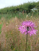 Greater Knapweed (Centaurea scabiosa )