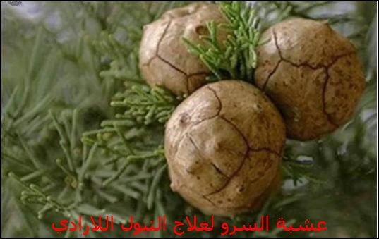 عشبة السرو لعلاج التبول اللاإرادي