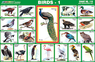 Birds Chart contains 21 images of different birds