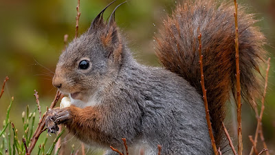 Wallpaper Funny squirrel, rodent, grass