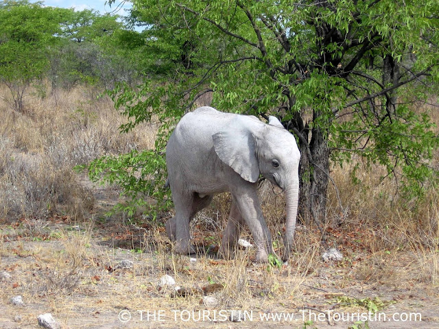 Baby Elephant in Etosha National Park in Namibia The Touristin Dorothee Lefering