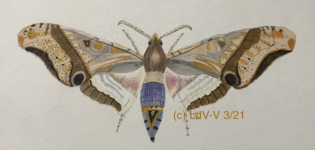 colour pencil drawing of a moth on white paper, artist Linzé Brandon, signed LdV-V