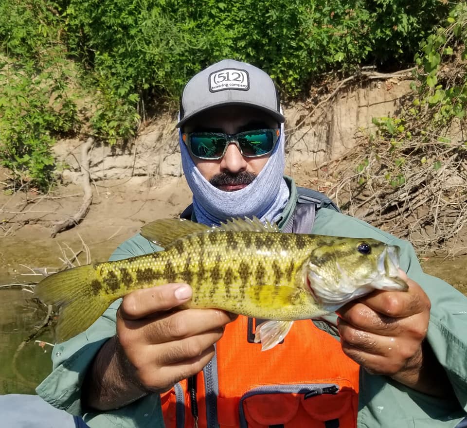 Fish Spotlight Guadalupe Bass