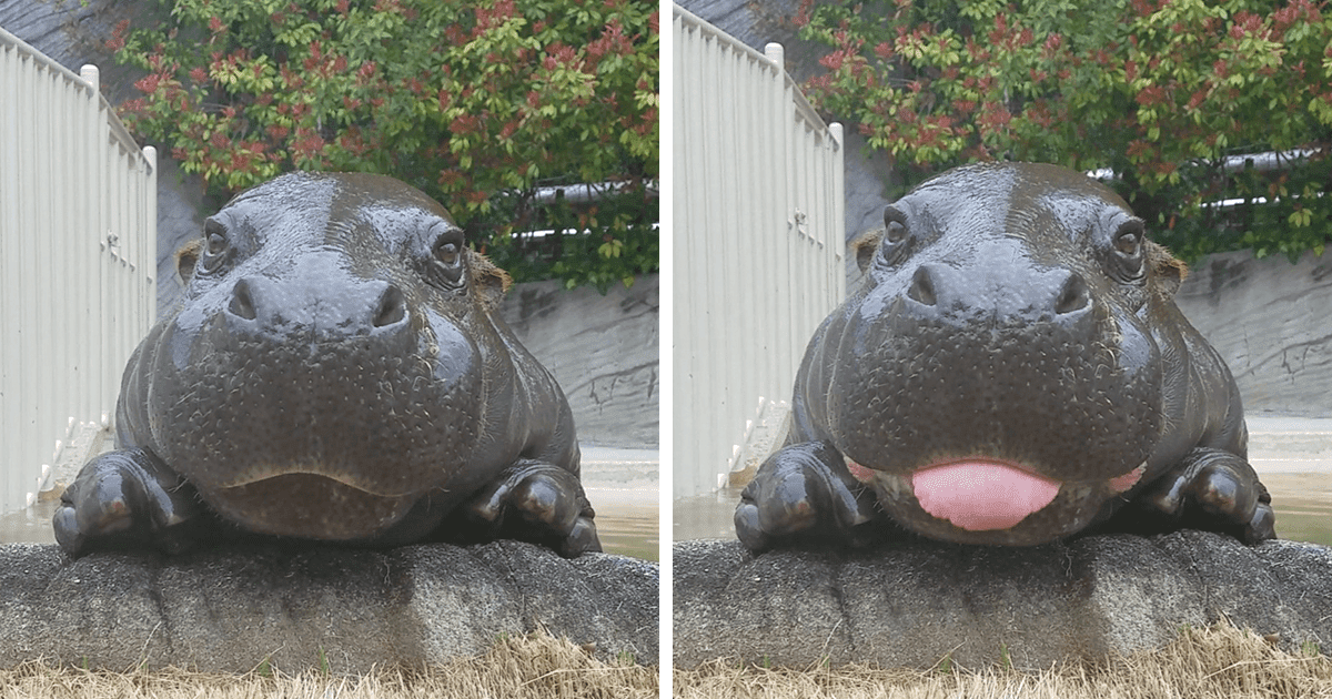 These 23 Adorable Baby Hippos Will Cheer You Up