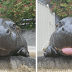 These 23 Adorable Baby Hippos Will Cheer You Up