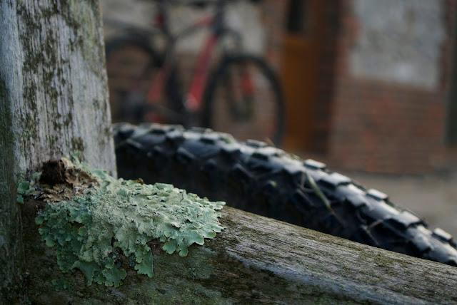 lichen at the churchyard lichen at the churchyard