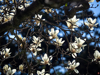 Haku-mokuren (Magnolia denudata) flowers: Engaku-ji