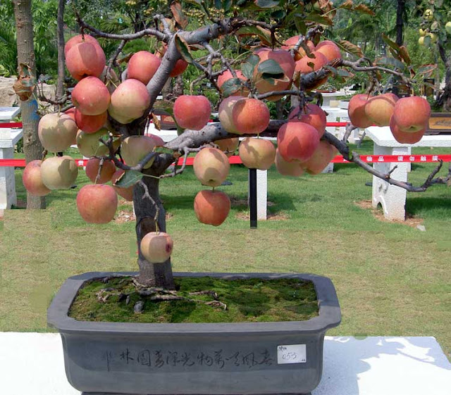 Teknik penanaman pohon apel dengan sistem tambulapot