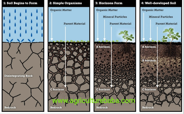 https://www.agriculturebaba.com/ मृदा पिण्ड निर्माण के मुख्य-मुख्य पेडोजैविक प्रक्रम  (The main Pedozoic Process of Soil body Formation)  विच्छेदन (DECOMPOSITION)  संश्लेषण (SYNTHESIS) ह्यूमीकरण (HUMIFICATION)  निक्षालन (अवक्षालन) ELUVIATION (WASHED OUT) निक्षेपण (समपोहन) ELLUVIATION (WASHED IN) सामांगीकरण (HOMOGENIZATION)