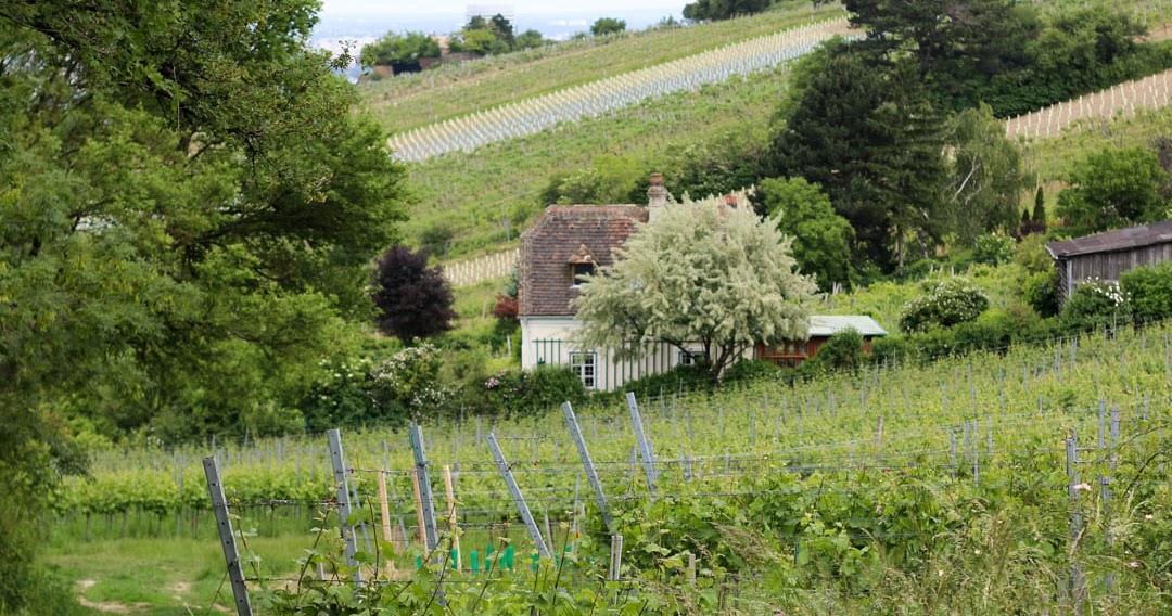 Diplomarbeit Reaktivierung Der Ruine Unter Falkenstein Von Der