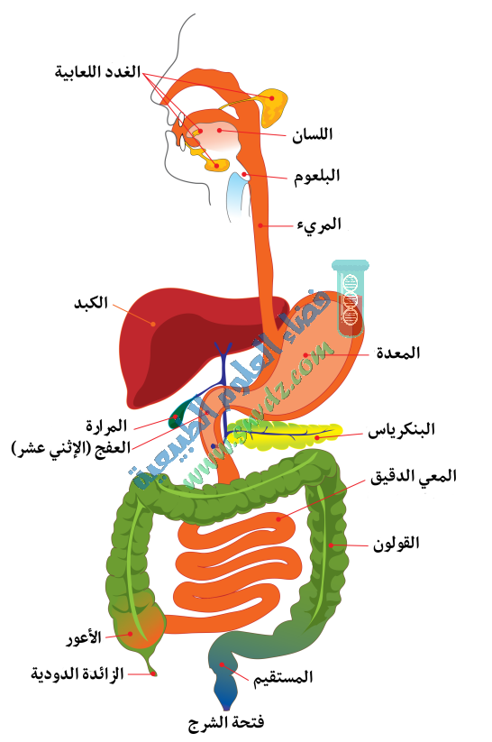 رحلة الغذاء في الجهاز الهضمي Digestive Tract - فضاء العلوم الطبيعية