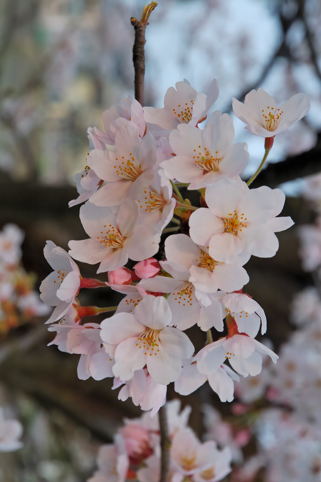 BlackPinky: I want to be Japanese Cherry Blossom Tree.