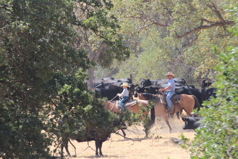 Meanwhile, Back At The Ranch...