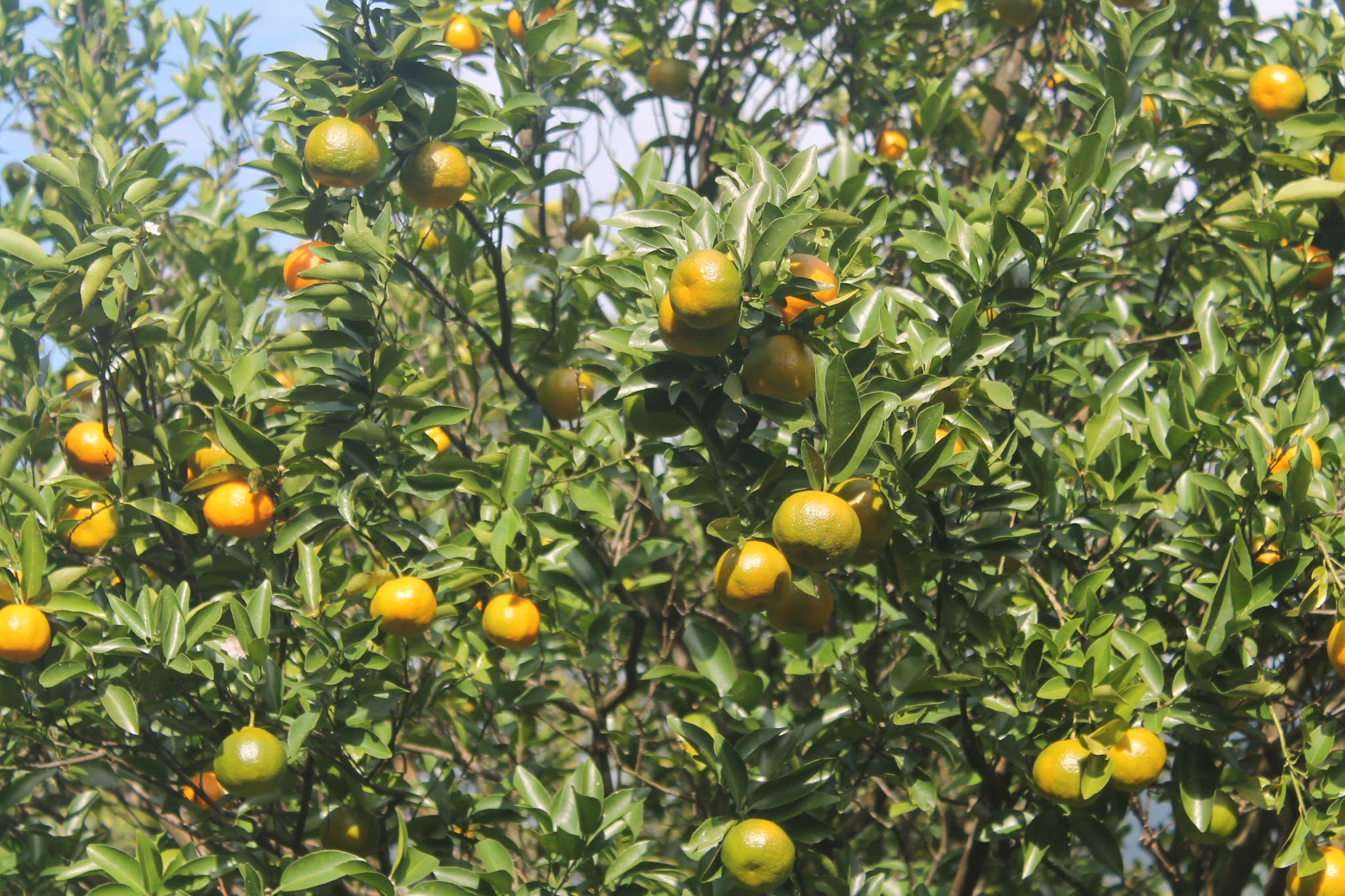 Homestay in Sikkim Home of Mandarin Orange