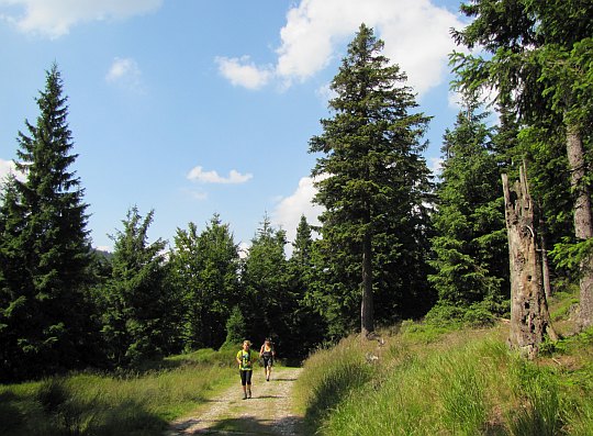 Żmijowiec.