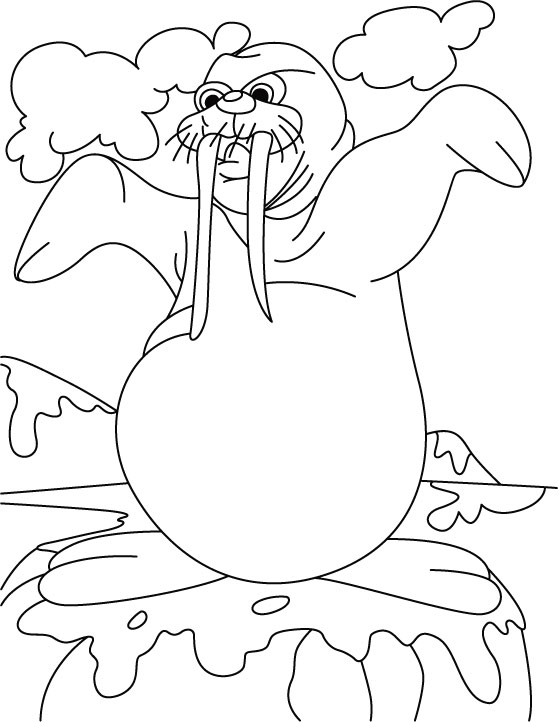 walrlus coloring pages - photo #21