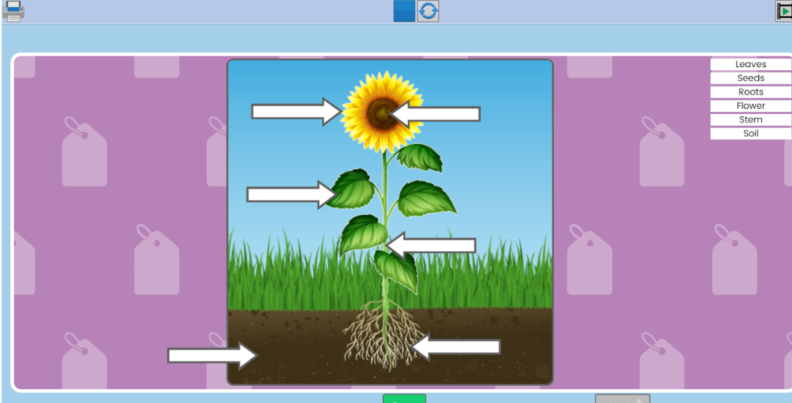 Year 2 All about Plants