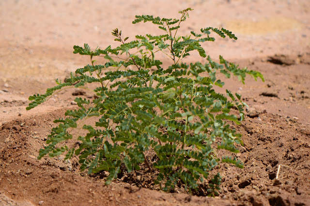 planting Caesalpinia pulcherrima