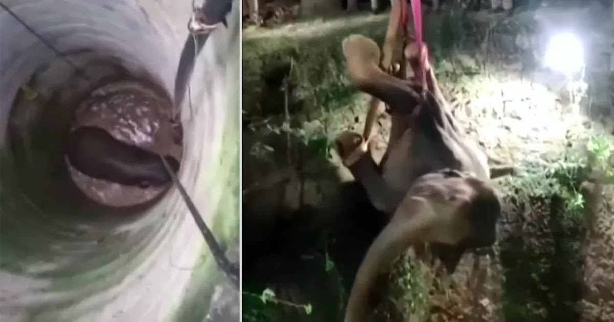 Elephant Trapped In A Well In India Is Rescued After 12 Hour Operation To Pull Her Out