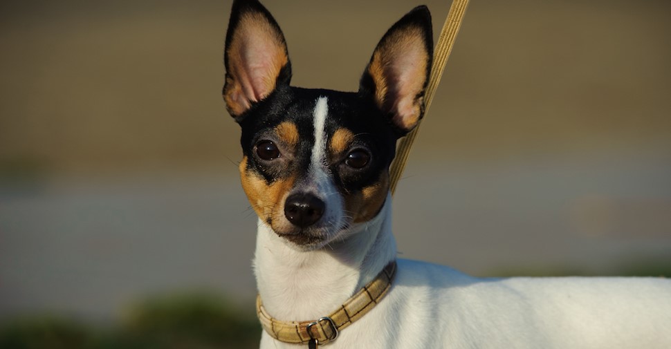 Küçük Köpek Cinsleri Nelerdir ? İşte 25 Küçük Köpek Cinsi Ve