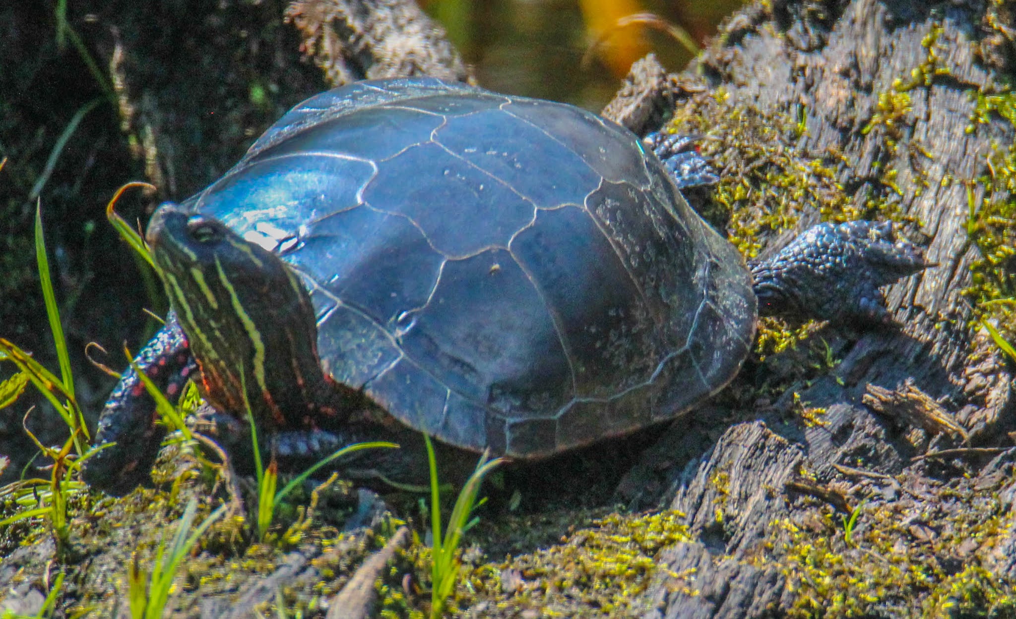 Cannundrums Midland Painted Turtle