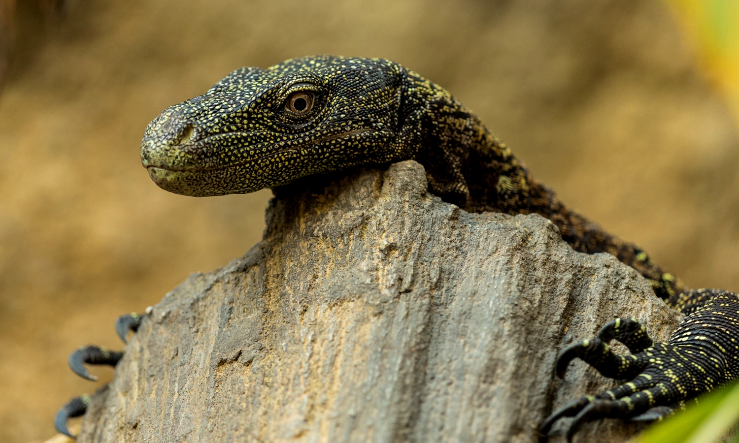 Crocodile Monitor Lizard Facts Are Crocodile Monitors Venomous crocodile-monitor-lizard-facts-are-crocodile-monitors-venomous