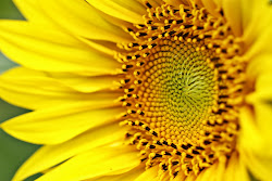 Sun Flower