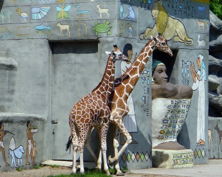 The Circus "NO SPIN ZONE" Giraffe HouseDetroit Zoo