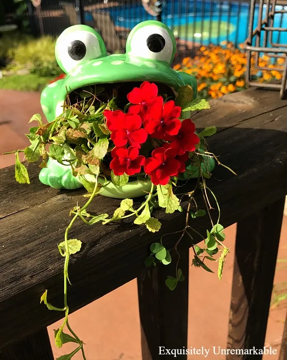 Frog Scouring Pad Planter