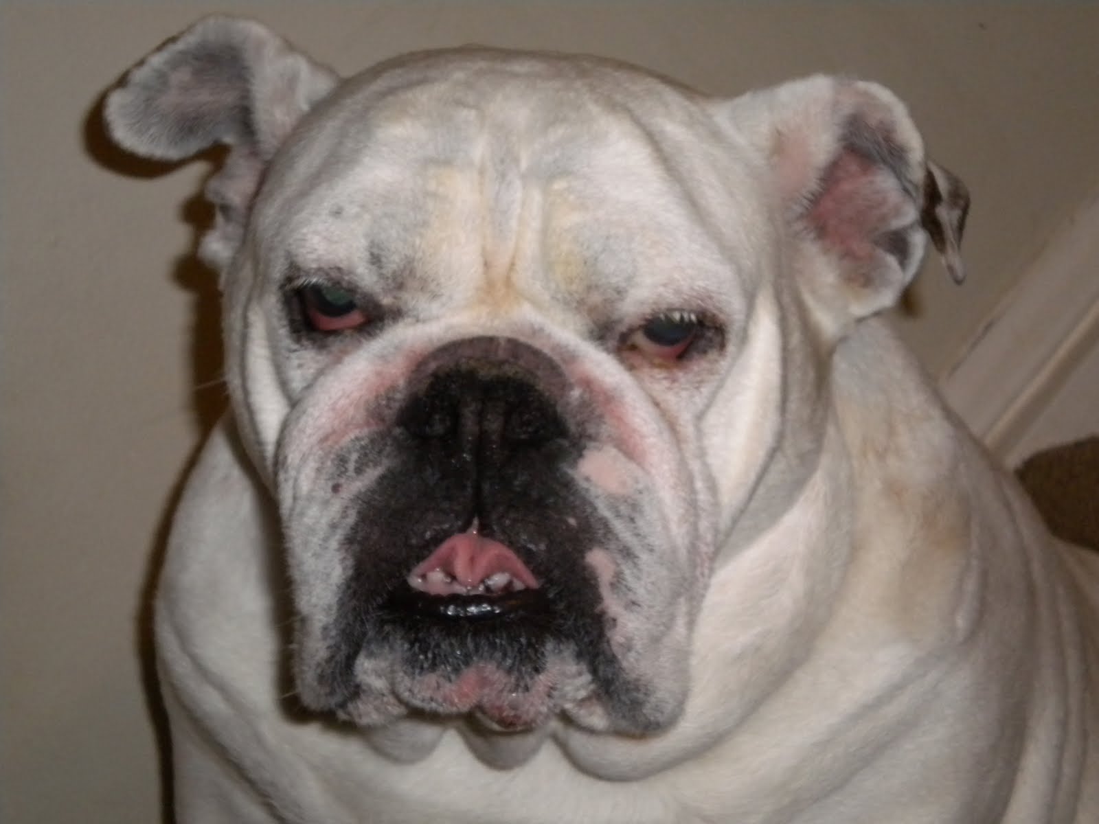 LitLinx: A Bulldog's Face
