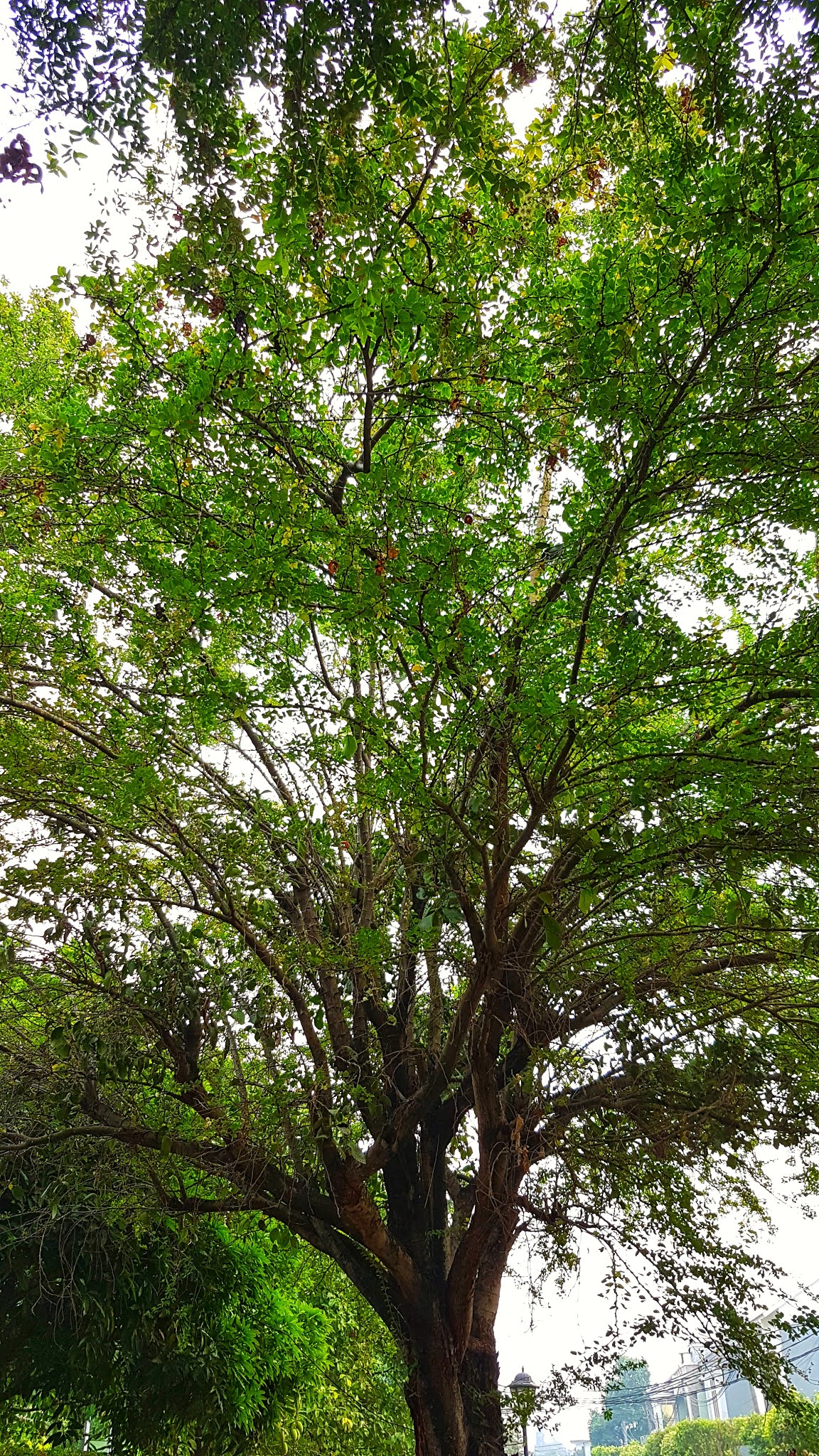 Pohon Asam Kranji, Dialium indum
