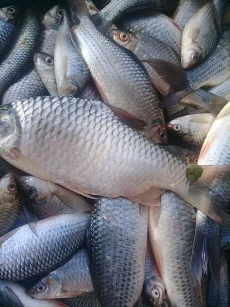 Ikan sungai memancing Cara Memancing