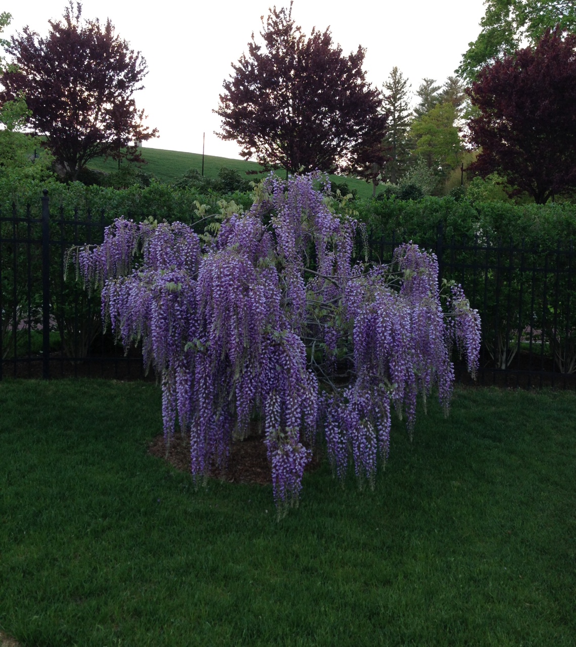 Far Side Of Fifty Lilacs And Stuff