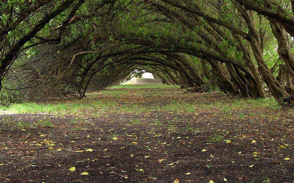 No tan distintos... Bosque Energético de Miramar un misterio sin resolver