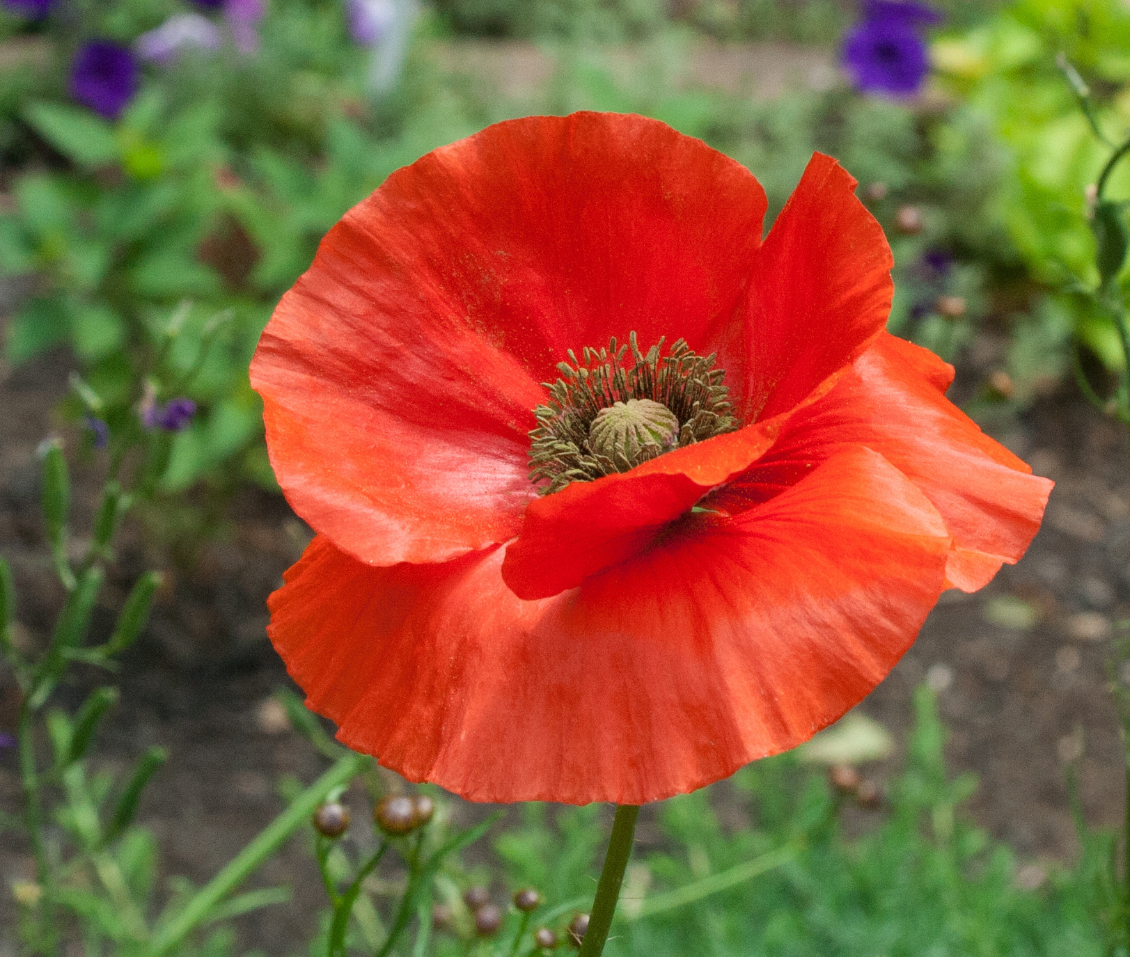 Garden and Life Notes MEMORIAL DAY AND RED POPPY DAY