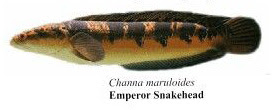 emperor snakehead