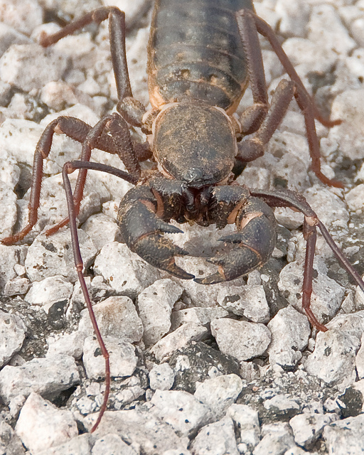 Vinegaroon Spider Bite Pictures