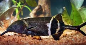 Ciri Cici Ikan Belalai Gajah Jenis Spesies Dan Keunikannya Jsmalfamart Com