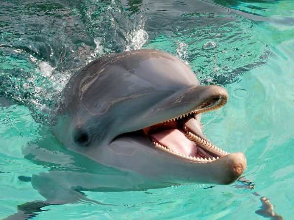 Friendly Dolphins Fish Latest HD Wallpapers 2013 | Beautiful And Dangerous Animals/Birds Hd ...