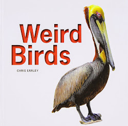 birds weird books chris early glue paper bird earley