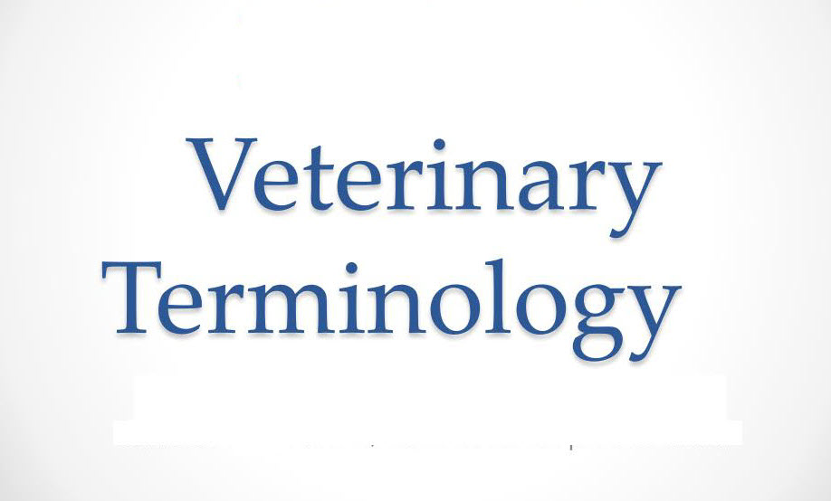 Important Veterinary medicine terminology