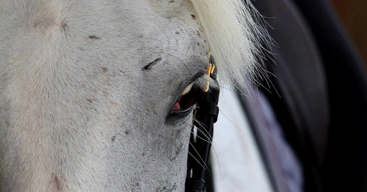 La Criniere Blonde Blog De Reflexions Equestres Le Temps Nouvel Ennemi De L Equitation