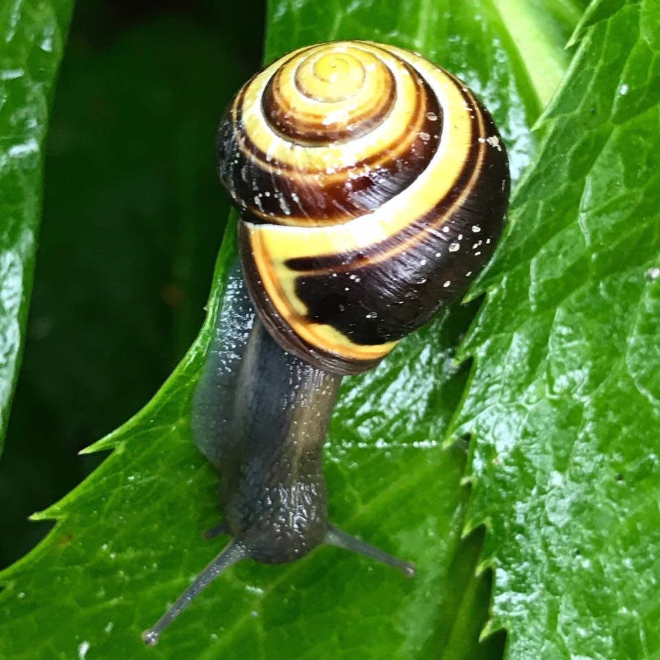 Living Harmoniously with Slugs and Snails Purity Belle Environmental Blog